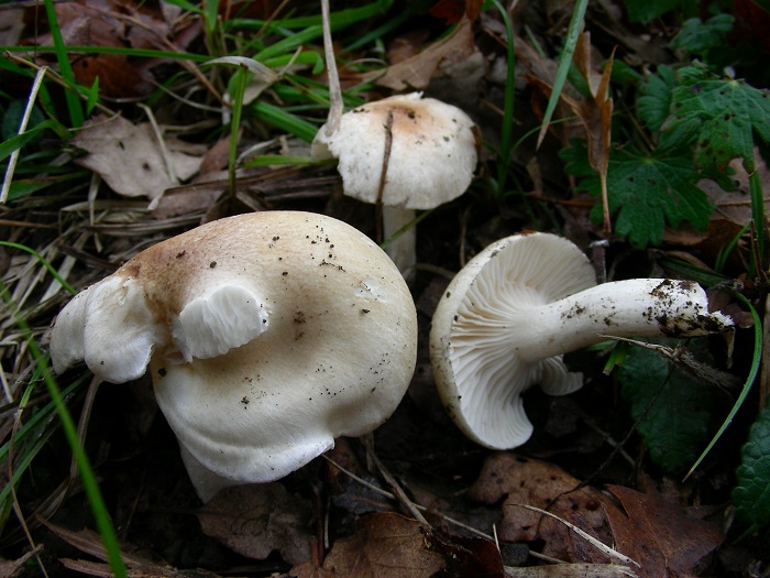 710 Giugno vecchio ritrovamento